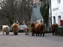 A group of locals having an early morning walk 